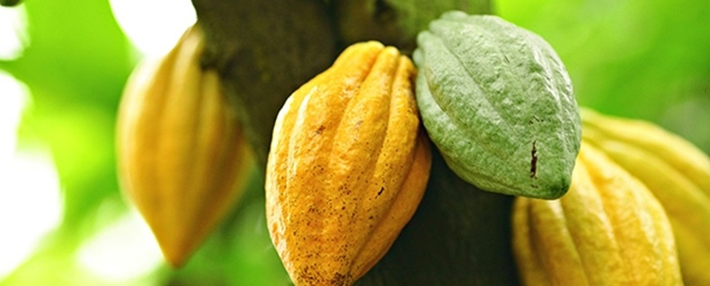 Cocoa Tree DPO International Cocoa Tree