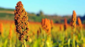 Chinas appetite for sorghum continues