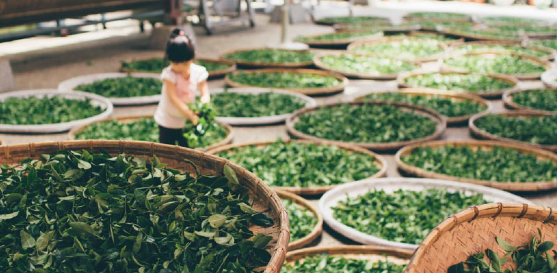 The ‘Tea-rrific’ way teas are made