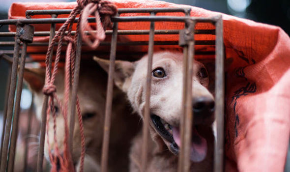 Yulin Dog Meat Eating Festival: MILLIONS of campaigners gather to stop the dog slaughter
