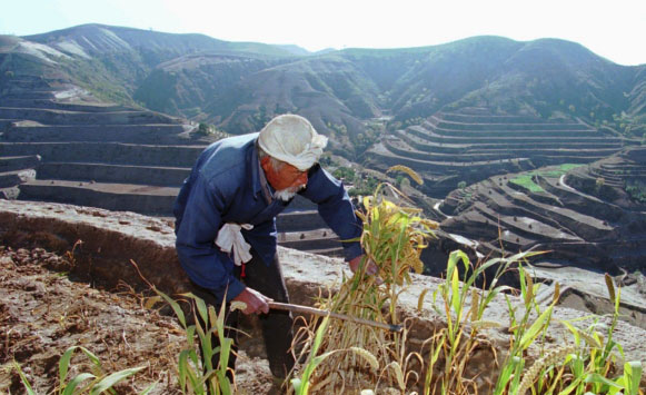 Asia falling out of love with rice as new wave of superfoods make their way onto dining tables