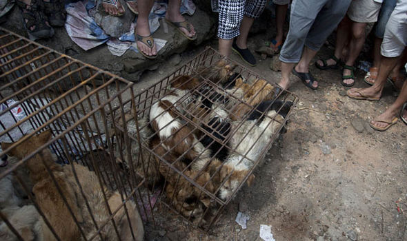 Yulin Dog Meat Eating Festival: MILLIONS of campaigners gather to stop the dog slaughter
