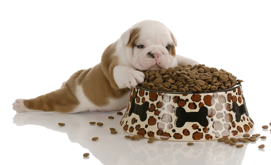 10 Types of Lies on Dog Food Labels 3 10 Types of Lies on Dog Food Labels