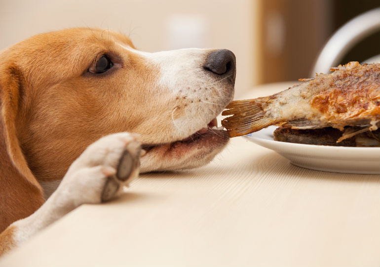 10 Types of Lies on Dog Food Labels 10 10 Types of Lies on Dog Food Labels