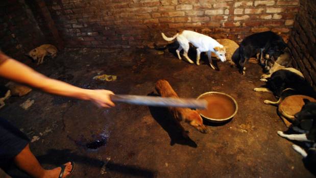 Vietnam is asking its people to stop eating dogs