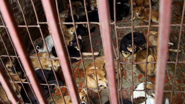 Vietnam is asking its people to stop eating dogs