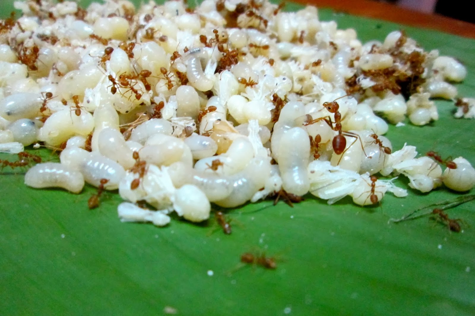 Try before Die: Asia’s Strangest Superfoods