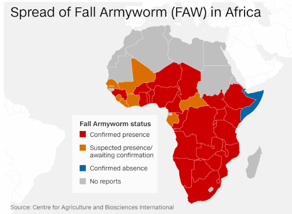 Hard To Kill Worm from USA Is the Latest Threat to Indian, Asian Food Security