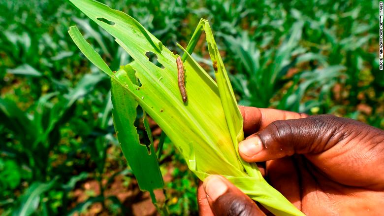Hard To Kill Worm from USA Is the Latest Threat to Indian, Asian Food Security