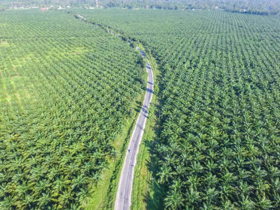 Malaysia and Indonesia seeks UK government to intervene over Iceland’s palm oil ban 1 Malaysia and Indonesia seeks UK government to intervene over Iceland’s palm oil ban