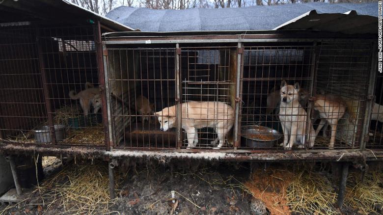 South Korea Barks against Dog Meat Trade 1 South Korea Barks against Dog Meat Trade