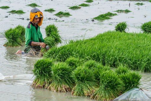 Indonesia's Reliance on Rice Is Hurting Its Quest for Food Diversity