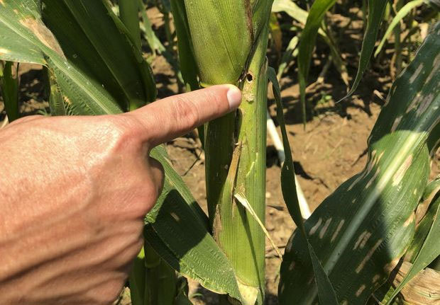 Thailand Getting Ready For Armyworm Invasion 1 Thailand Getting Ready For Armyworm Invasion