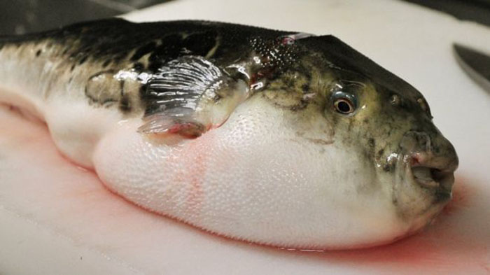 Taste Before Die: 10 Foods That Are Banned Around The World