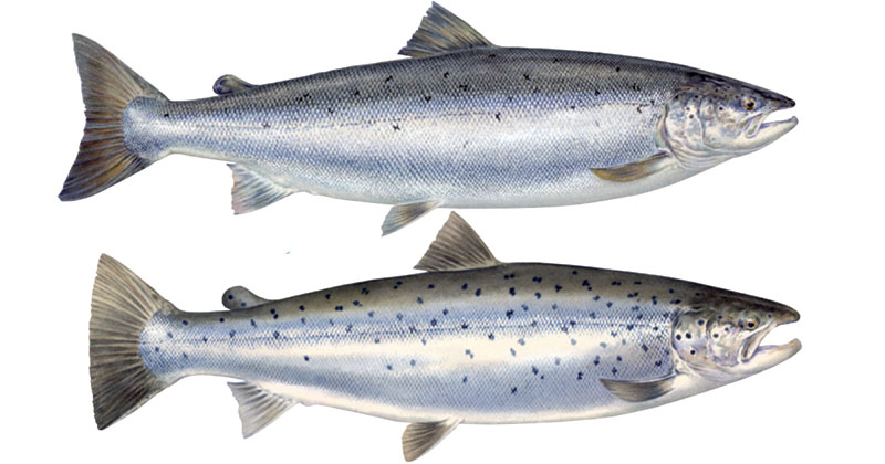 Fooled By Supermarkets: Trout Is Sold As Salmon 4 Fooled By Supermarkets: Trout Is Sold As Salmon