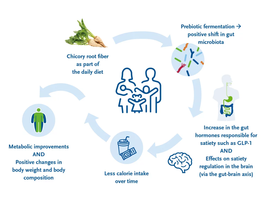 GLP-1 Prebiotic Fibre