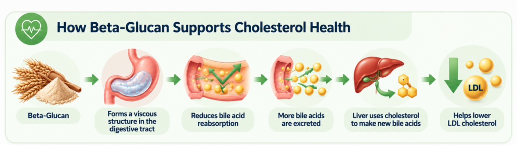 Beta Glucan and Cholesterol